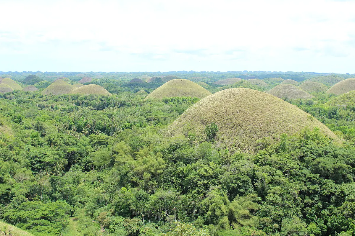 The Chocolate Hills of Bohol rising out of green forest